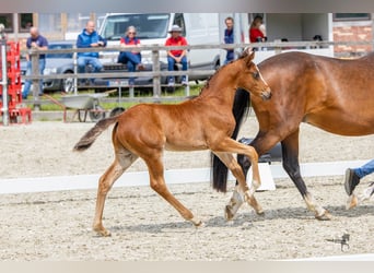 Duitse rijpony, Hengst, veulen (04/2024), Brauner