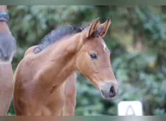 Duitse rijpony, Hengst, Veulen (05/2026), Bruin