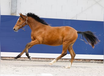 Duitse rijpony, Hengst, Veulen (05/2025), Bruin