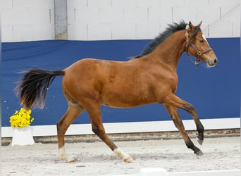 Duitse rijpony, Hengst, Veulen (05/2025), Bruin