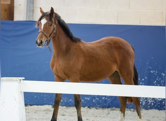 Duitse rijpony, Hengst, Veulen (05/2025), Bruin