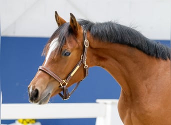Duitse rijpony, Hengst, Veulen (05/2025), Bruin