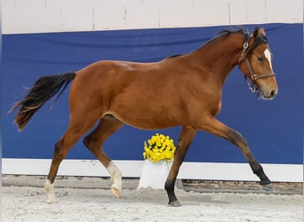 Duitse rijpony, Hengst, Veulen (05/2025), Bruin