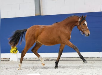 Duitse rijpony, Hengst, Veulen (05/2025), Bruin