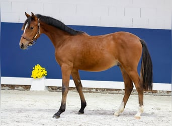 Duitse rijpony, Hengst, Veulen (05/2025), Bruin