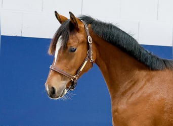Duitse rijpony, Hengst, Veulen (05/2025), Bruin