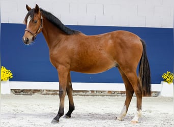 Duitse rijpony, Hengst, Veulen (05/2025), Bruin