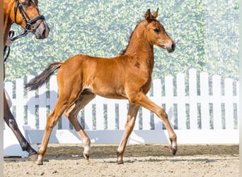 Duitse rijpony, Hengst, Veulen (05/2026), Bruin