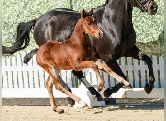 Duitse rijpony, Hengst, Veulen (04/2026), Bruin