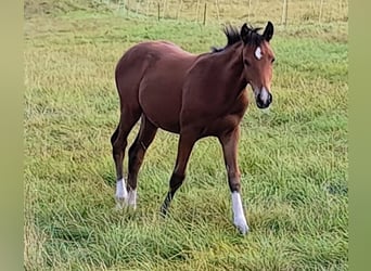 Duitse rijpony, Hengst, Veulen (04/2026), Bruin