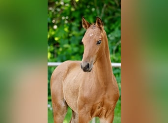 Duitse rijpony, Hengst, Veulen (04/2026), Bruin