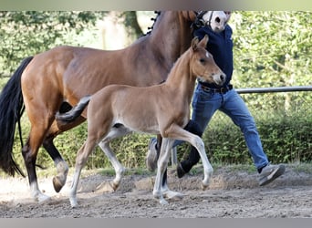 Duitse rijpony, Hengst, Veulen (04/2026), Bruin