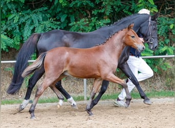 Duitse rijpony, Hengst, veulen (04/2024), Bruin