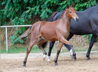 Duitse rijpony, Hengst, veulen (04/2024), Bruin