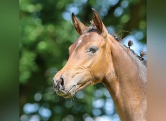 Duitse rijpony, Hengst, veulen (03/2024), Bruin