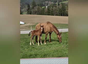 Duitse rijpony, Hengst, Veulen (03/2026), Bruin