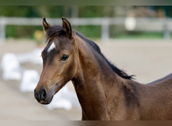 Duitse rijpony, Hengst, Veulen (06/2026), Bruin