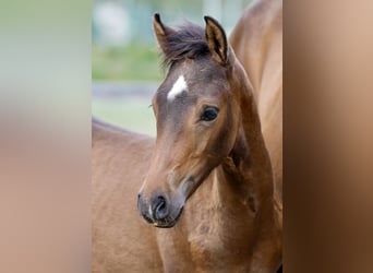 Duitse rijpony, Hengst, Veulen (06/2026), Bruin
