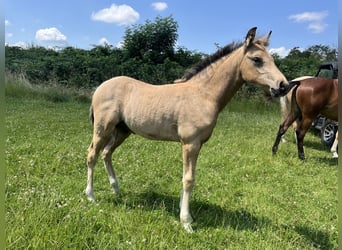 Duitse rijpony, Hengst, Veulen (04/2026), Buckskin