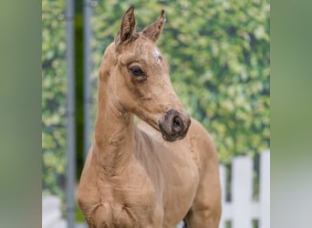 Duitse rijpony, Hengst, Veulen (06/2026), Buckskin