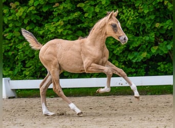 Duitse rijpony, Hengst, Veulen (04/2026), Buckskin