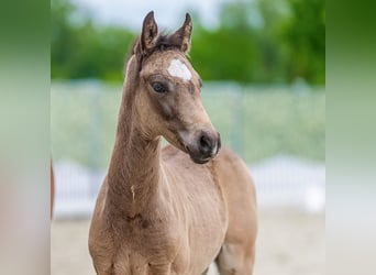 Duitse rijpony, Hengst, Veulen (03/2026), Buckskin