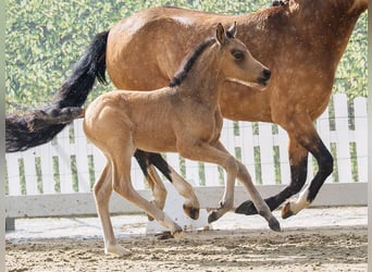 Duitse rijpony, Hengst, Veulen (03/2026), Buckskin