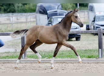 Duitse rijpony, Hengst, Veulen (01/2026), Buckskin