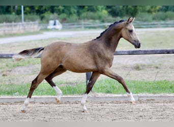 Duitse rijpony, Hengst, Veulen (01/2026), Buckskin