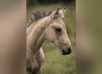 Duitse rijpony, Hengst, Veulen (05/2025), Buckskin