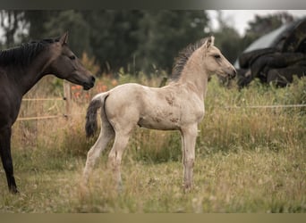 Duitse rijpony, Hengst, Veulen (05/2025), Buckskin