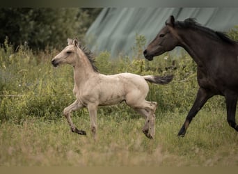 Duitse rijpony, Hengst, Veulen (05/2025), Buckskin