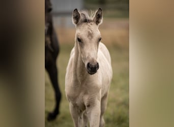 Duitse rijpony, Hengst, Veulen (05/2025), Buckskin
