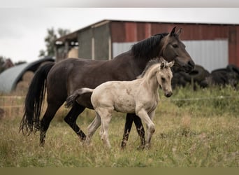 Duitse rijpony, Hengst, Veulen (05/2025), Buckskin