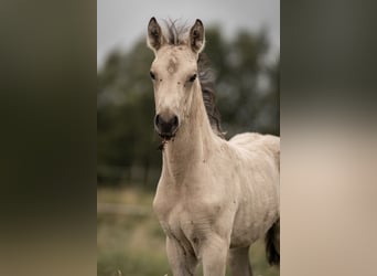 Duitse rijpony, Hengst, Veulen (05/2025), Buckskin