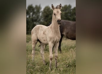 Duitse rijpony, Hengst, Veulen (05/2025), Buckskin