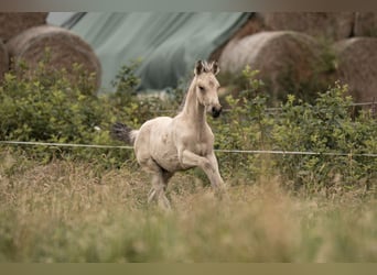 Duitse rijpony, Hengst, Veulen (05/2025), Buckskin