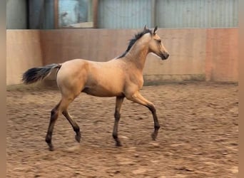 Duitse rijpony, Hengst, Veulen (03/2026), Buckskin
