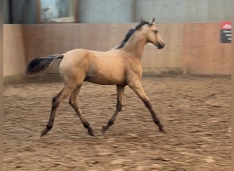 Duitse rijpony, Hengst, Veulen (03/2026), Buckskin