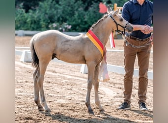 Duitse rijpony, Hengst, , Buckskin