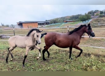 Duitse rijpony, Hengst, , Buckskin