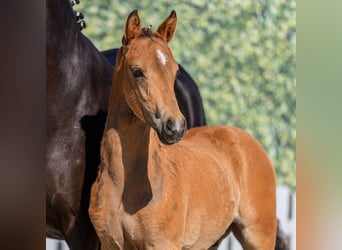 Duitse rijpony, Hengst, Veulen (03/2026), Buckskin