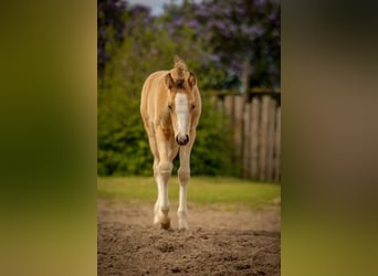 Duitse rijpony, Hengst, Veulen (03/2026), Buckskin
