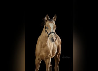 Duitse rijpony, Hengst, Veulen (05/2026), Buckskin