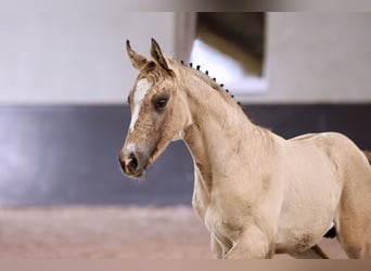 Duitse rijpony, Hengst, veulen (05/2024), Champagne