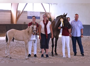 Duitse rijpony, Hengst, veulen (05/2024), Champagne