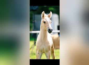 Duitse rijpony, Hengst, Veulen (06/2026), Champagne