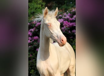 Duitse rijpony, Hengst, Veulen (03/2026), Cremello