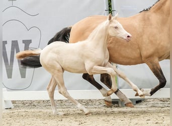 Duitse rijpony, Hengst, veulen (04/2024), Cremello