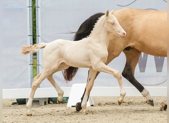 Duitse rijpony, Hengst, veulen (05/2024), Cremello